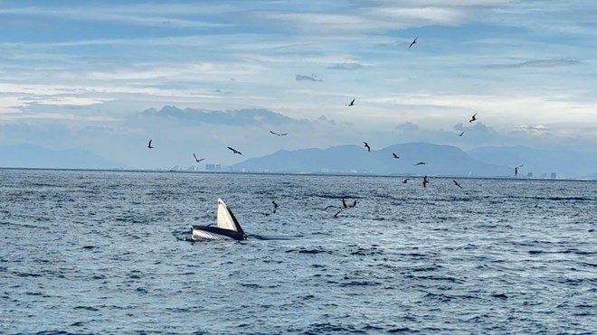 ブライドクジラは、過去数日間にホンマンビーチエリア（NHA Trang Ward）に登場し、多くの観光客と人々を魅了してNha Trang Bayに来ました。写真：NHA Trang Bayの管理委員会