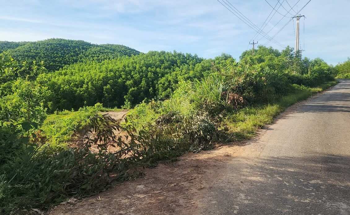 Hủy hoại 80m² đất rừng sản xuất, ông Nguyễn Văn Thuận bị xử phạt hành chính và phải khôi phục nguyên trạng. Ảnh: Hàn Đăng