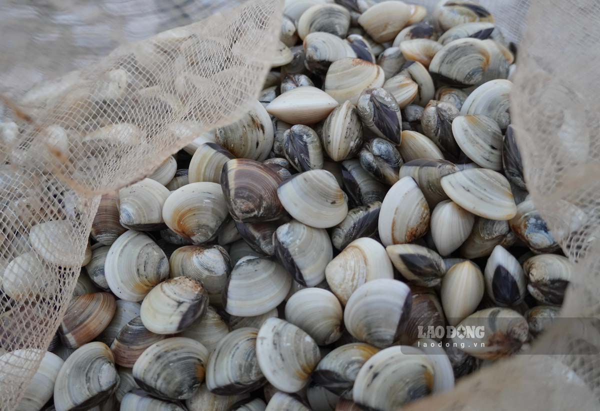 Ngao duoc nguoi dan thu hoach ve ban cho thuong lai. Anh: Luong Ha