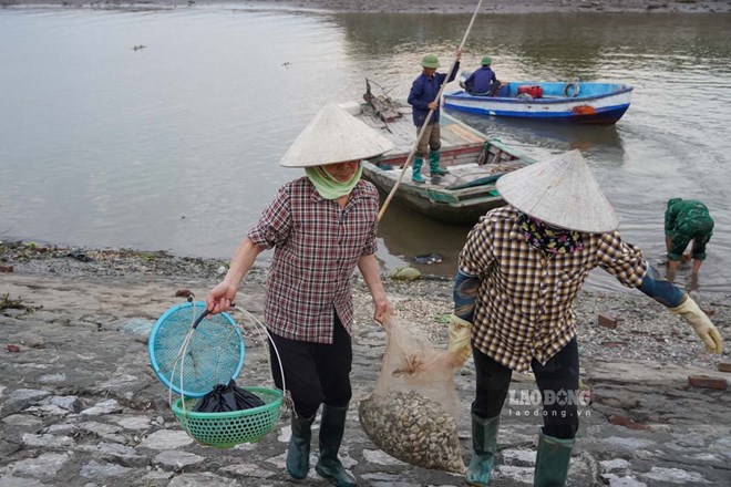 Nuôi ngao tại Hưng Yên - nguồn thu nhập ổn định cho người dân vùng triều