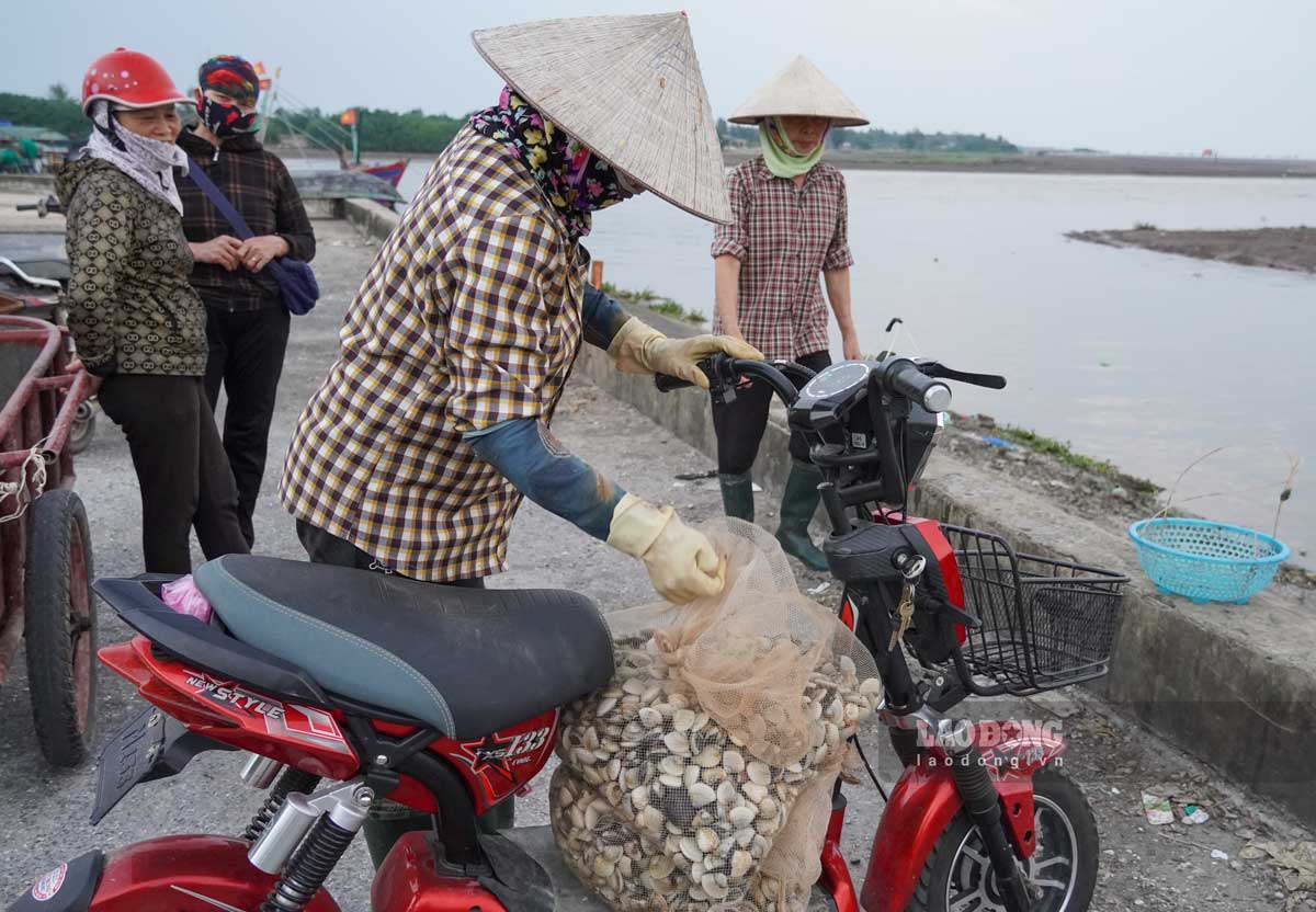 Tuy tung loai ngao va thoi diem se co muc gia khac nhau. Anh: Luong Ha