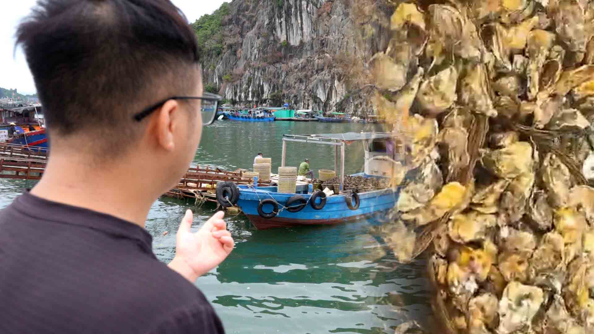 꽝닌(Quang Ninh) 굴 양식업자 소규모 무역 수입 '공격'으로 어려움 겪어