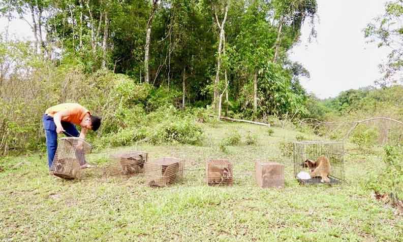 곰팡이 사향 고양이 6마리가 자연으로 다시 방생되었습니다. 사진:  뚜언.