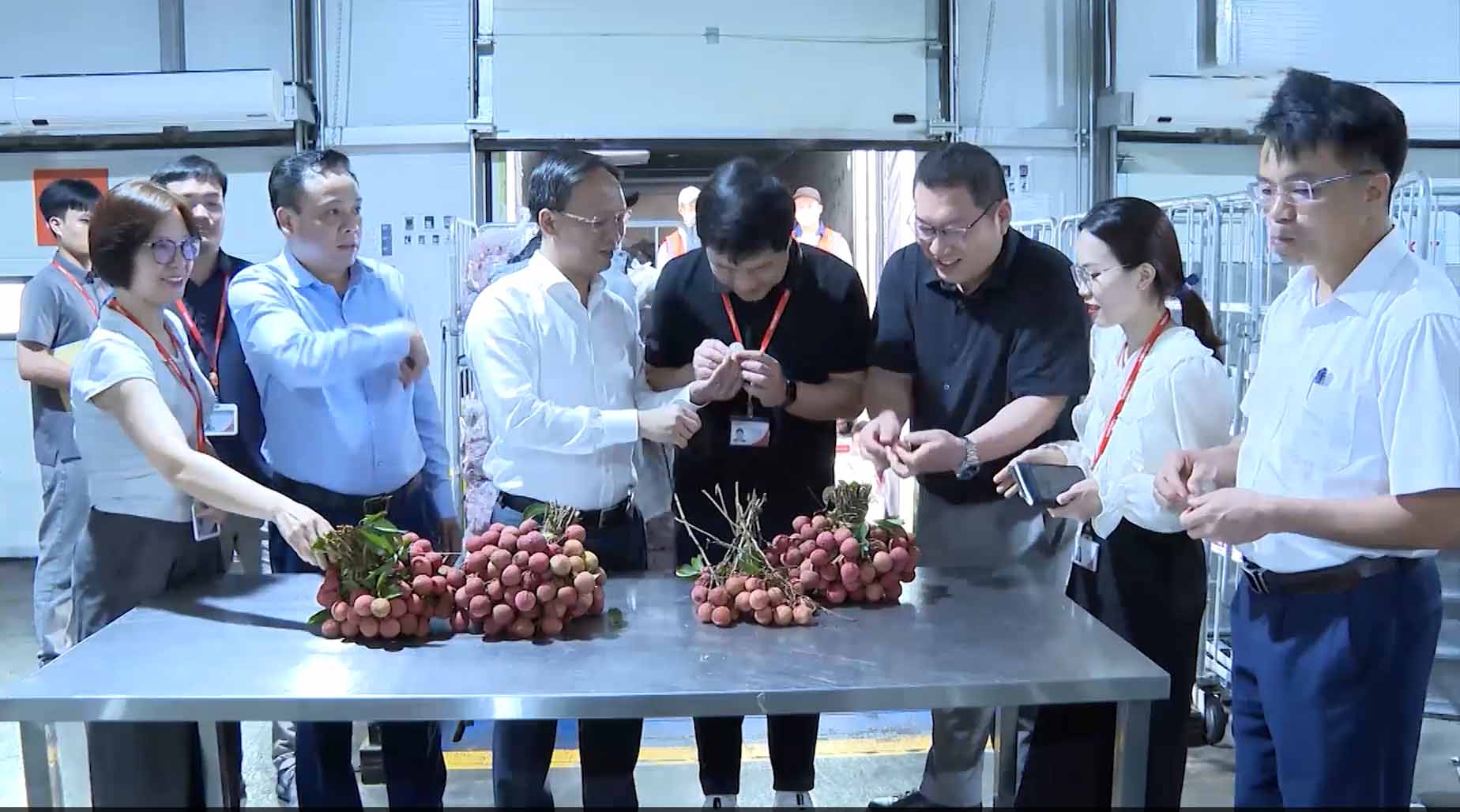 Les dirigeants d'entreprises et les employes de la societe a responsabilite limitee Welstory Vietnam sont impressionnes par la qualite des cerises de Bac Ninh. Photo : Television Bac Ninh