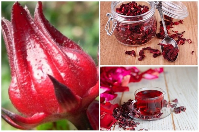 hibiscus tea (red artichoke tea) is highly appreciated for its effectiveness in regulating blood pressure. Graphic photo: Bach Cuc.
