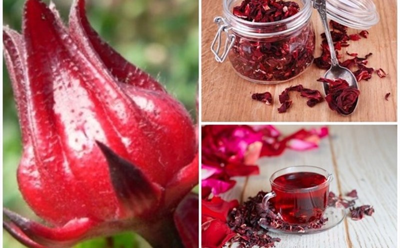 hibiscus tea (red artichoke tea) is highly appreciated for its effectiveness in regulating blood pressure. Graphic photo: Bach Cuc.