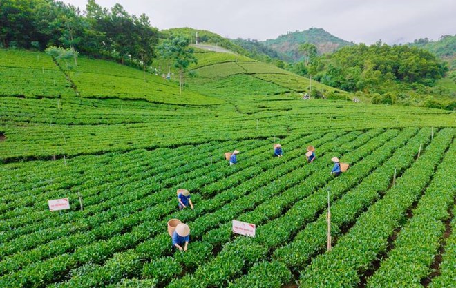 Vùng chè Thái Nguyên nâng chất, xây dựng thương hiệu