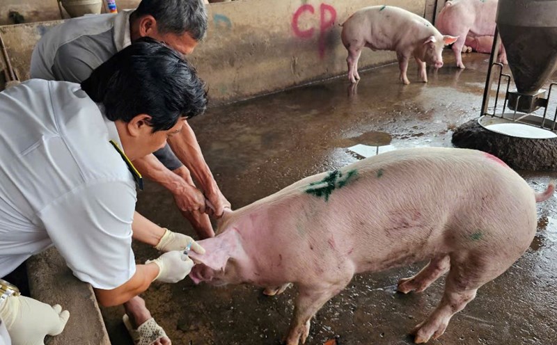 The Ministry of Public Security did not prosecute the case of C.P