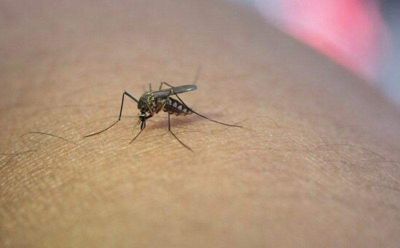 Dengue fever cases in Khanh Hoa and many localities have increased compared to previous years. Photo: Thuy Duong