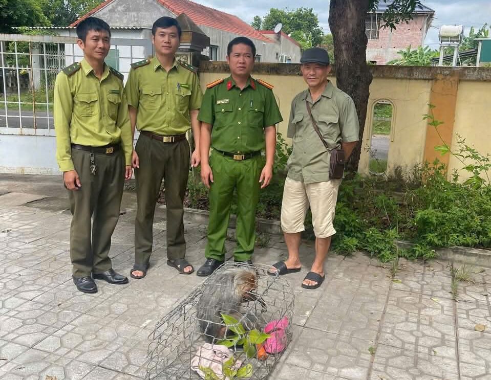 주민들은 희귀한 붉은 얼굴 원숭이를 관계 당국에 넘겼습니다. 사진: 꽝닌(Quang Ninh) 면 공안