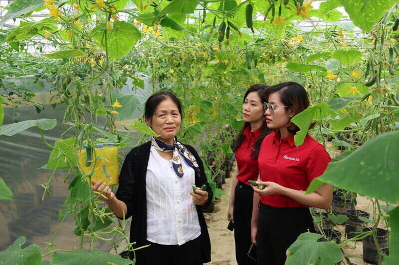 Mot mo hinh san xuat nong nghiep huu co tu nguon von dau tu cua Agribank