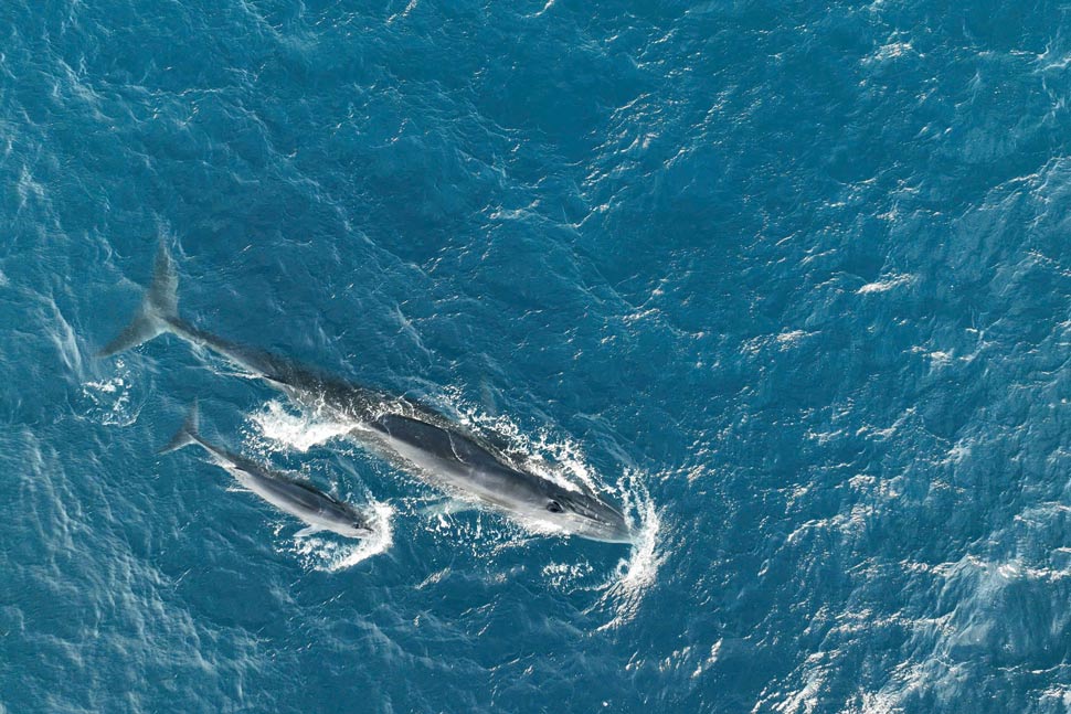Whale families appeared hunting for prey in Gia Lai sea area on the morning of July 3. Photo: Ti Tai