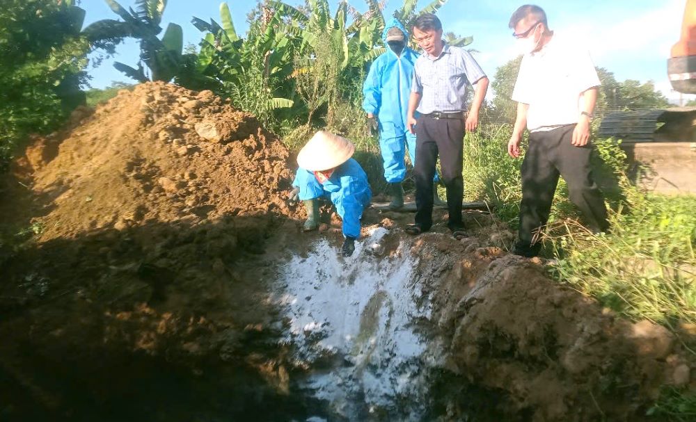 Destroying pigs affected by African swine fever. Photo: Han Nguyen