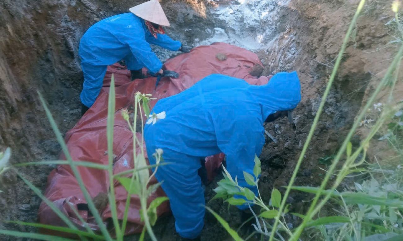 Detruire les porcs touches par l'epidemie de peste porcine africaine. Photo : Han Nguyen