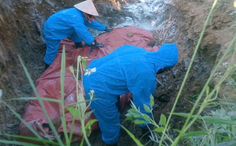 Destroying pigs affected by African swine fever. Photo: Han Nguyen