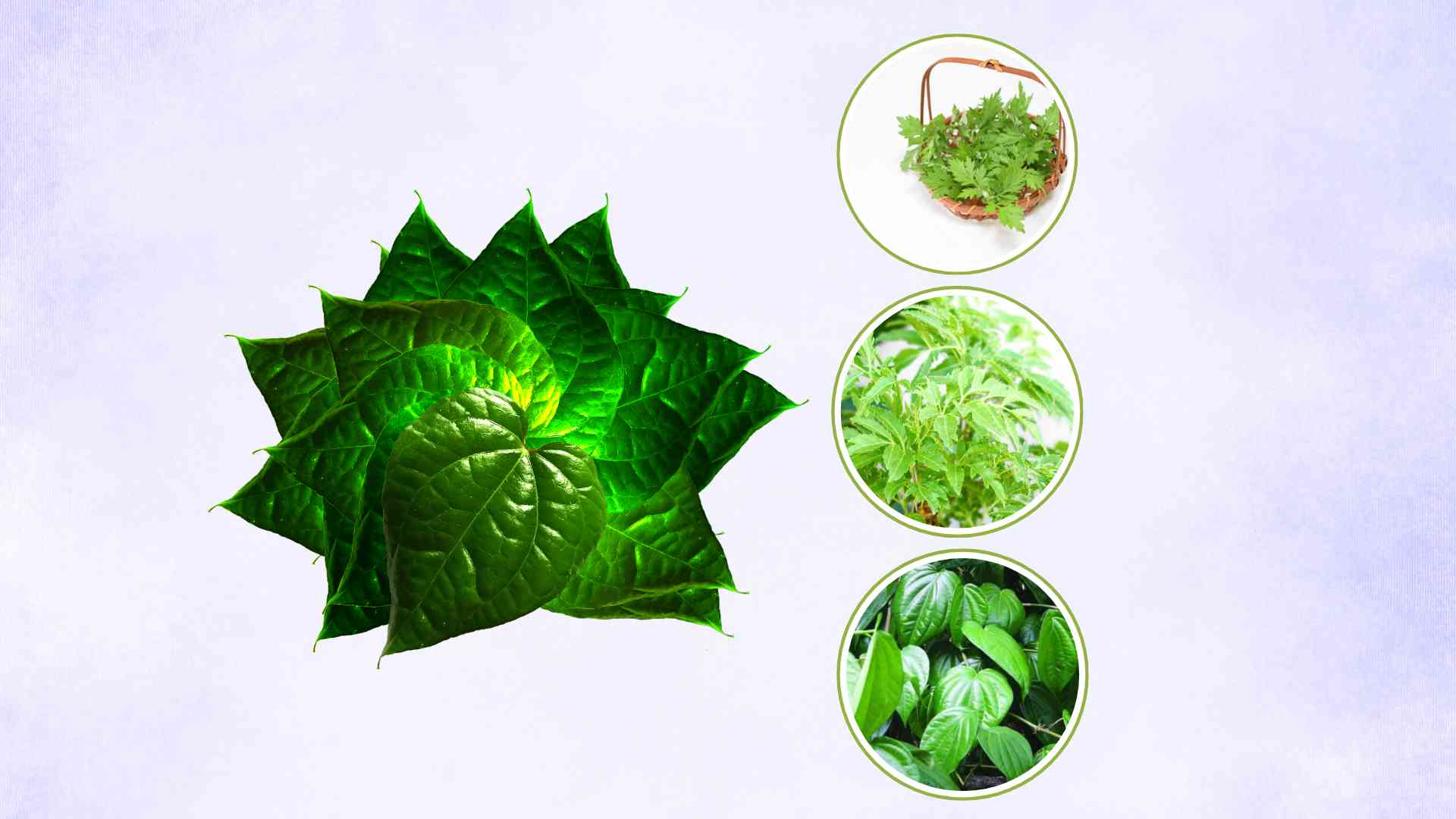 3 ways to combine betel leaves to help relieve pain extremely quickly. Graphic photo: Huy Hoang
