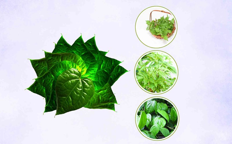 3 ways to combine betel leaves to help relieve pain extremely quickly. Graphic photo: Huy Hoang
