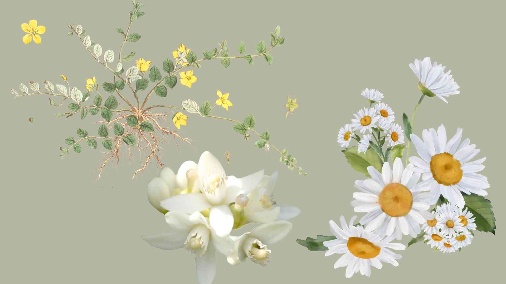 3 types of precious flowers that effectively reduce uric acid. Graphic photo: Huy Hoang