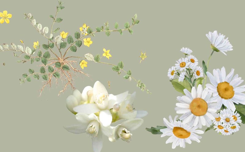 3 types of precious flowers that effectively reduce uric acid. Graphic photo: Huy Hoang