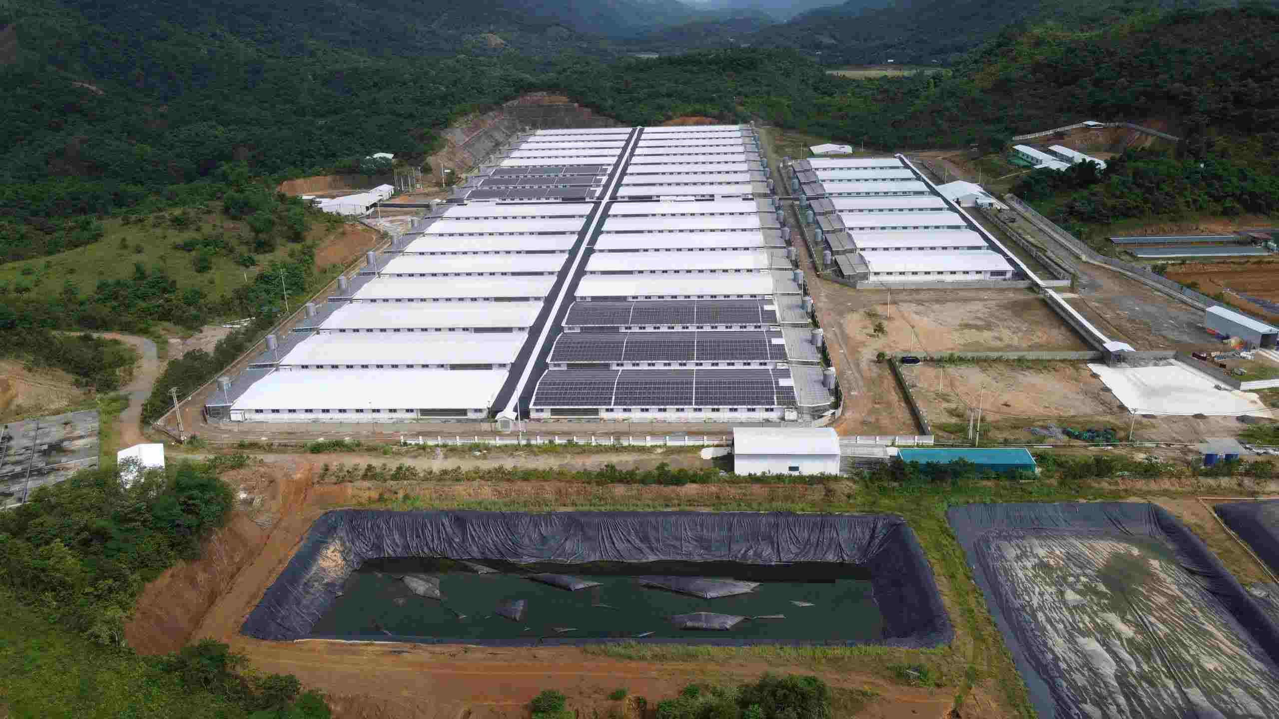 La ferme porcine de la societe par actions d'investissement agricole Agri-Vina continue de polluer apres avoir ete autorisee a reprendre ses activites. Photo : Quach Du