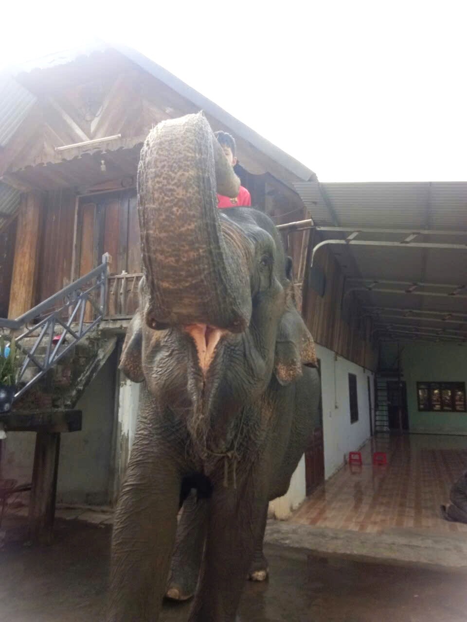 Voi Bak Kham duoc xem la thanh vien dac biet cua gia dinh. Anh: Y Thanh