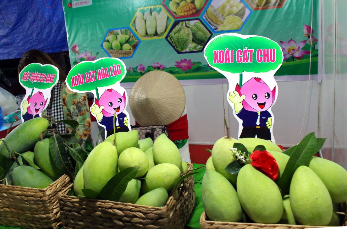 Xoai Cao Lanh, dac san trong so cac san pham OCOP cua Cao Lanh. Anh: Thanh Mai