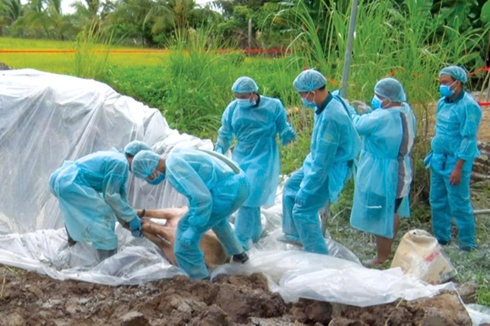 Destroying pigs affected by epidemics in Vinh Thuy commune. Photo: H.Nguyen
