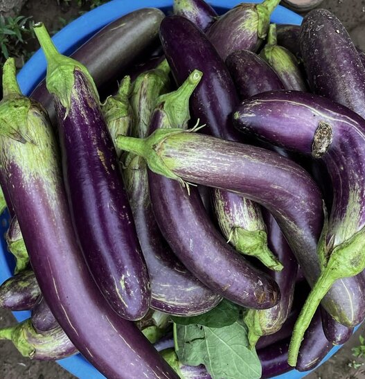 Eggplant will help lose weight when processed and eaten properly. Photo: Kieu Vu