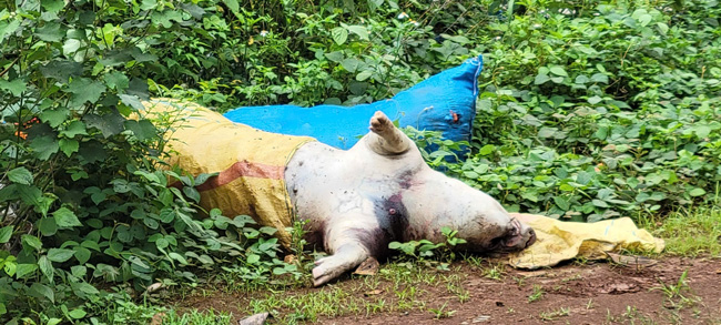 Gia Lai는 아프리카 돼지 열병을 통제하고 있습니다. 사진: Thanh Tuan