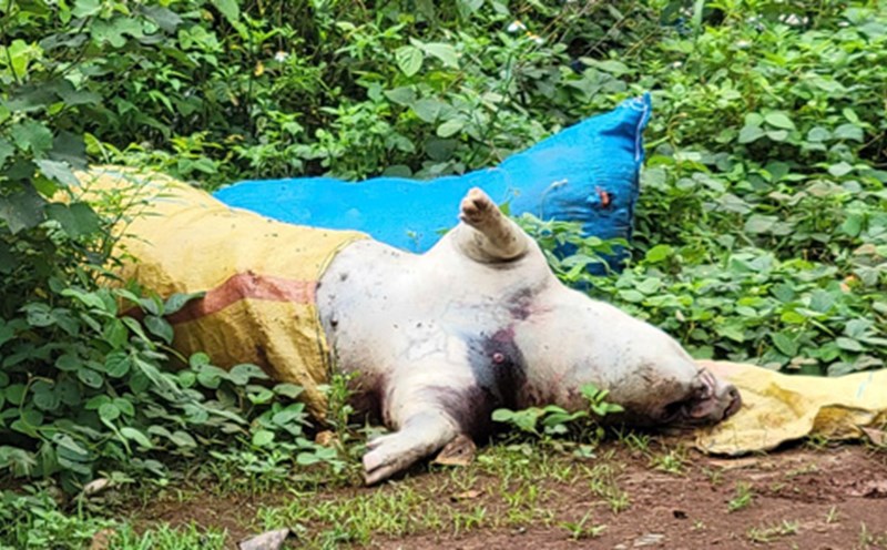 Gia Lai is controlling and preventing African swine fever. Photo: Thanh Tuan