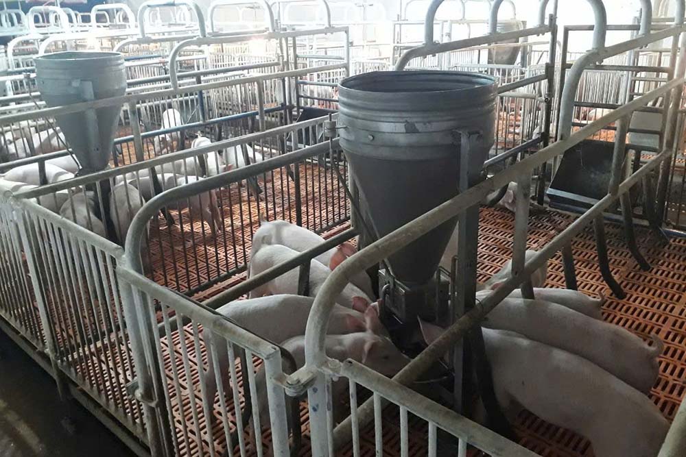 Tay Ninh省は年初から約42トンの豚を処分しました。写真:Nguyen Tung