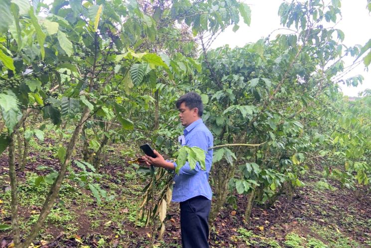 コーヒー畑の葉が落ちる。写真:Lam Hong