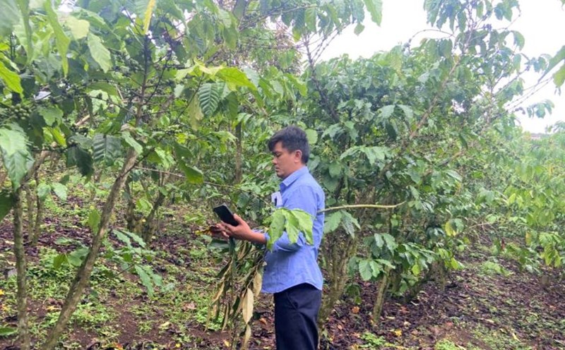 Coffee garden with fallen leaves. Photo: Lam Hong