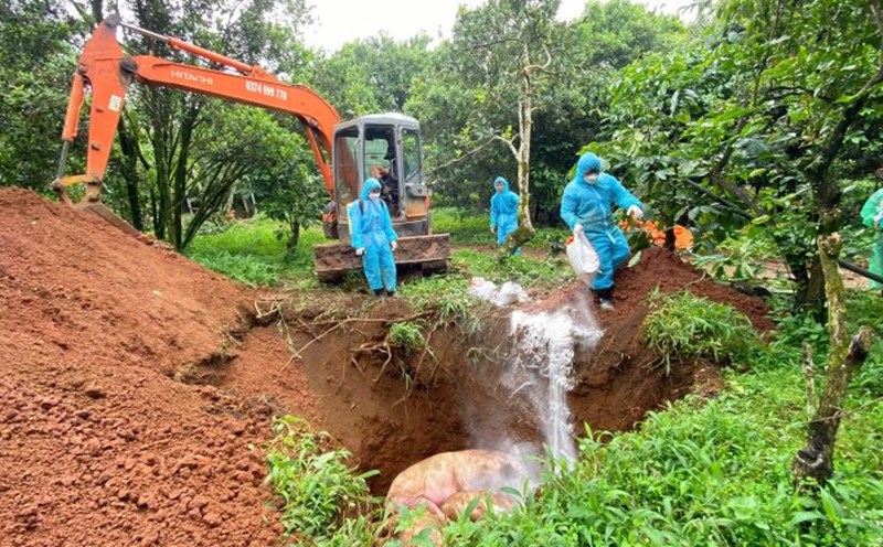 The authorities are destroying pigs affected by African cholera. Photo: Lam Hong