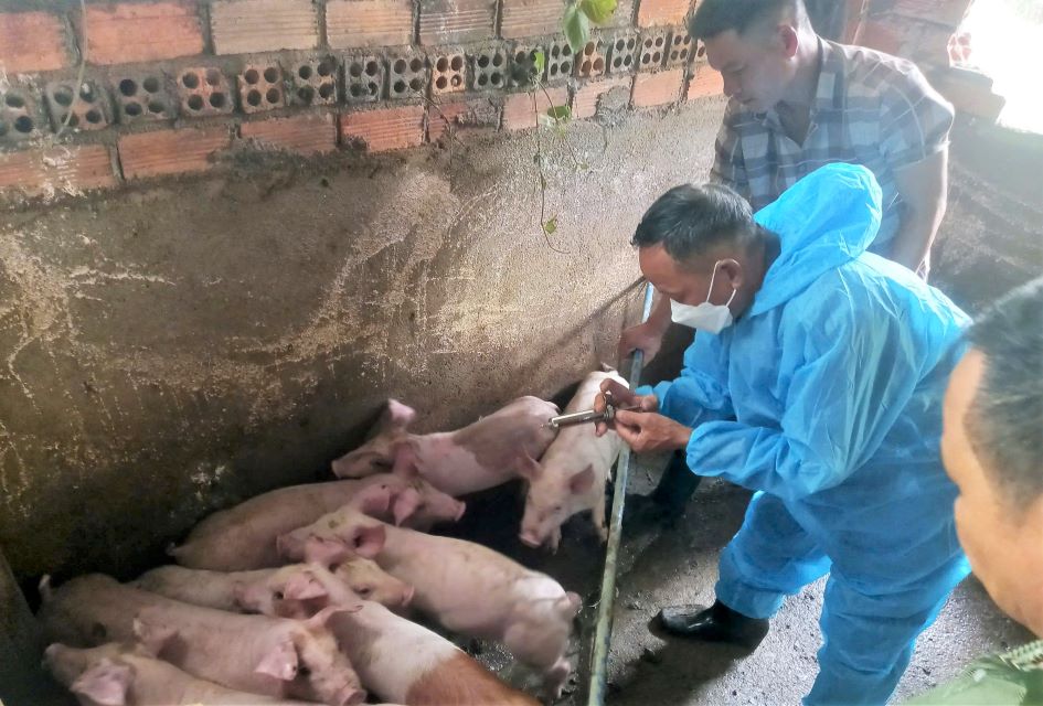 Cong tac tiem vaccine phong chong dich ta lon Chau Phi duoc trien khai nhanh chong. Anh: Lam Hong
