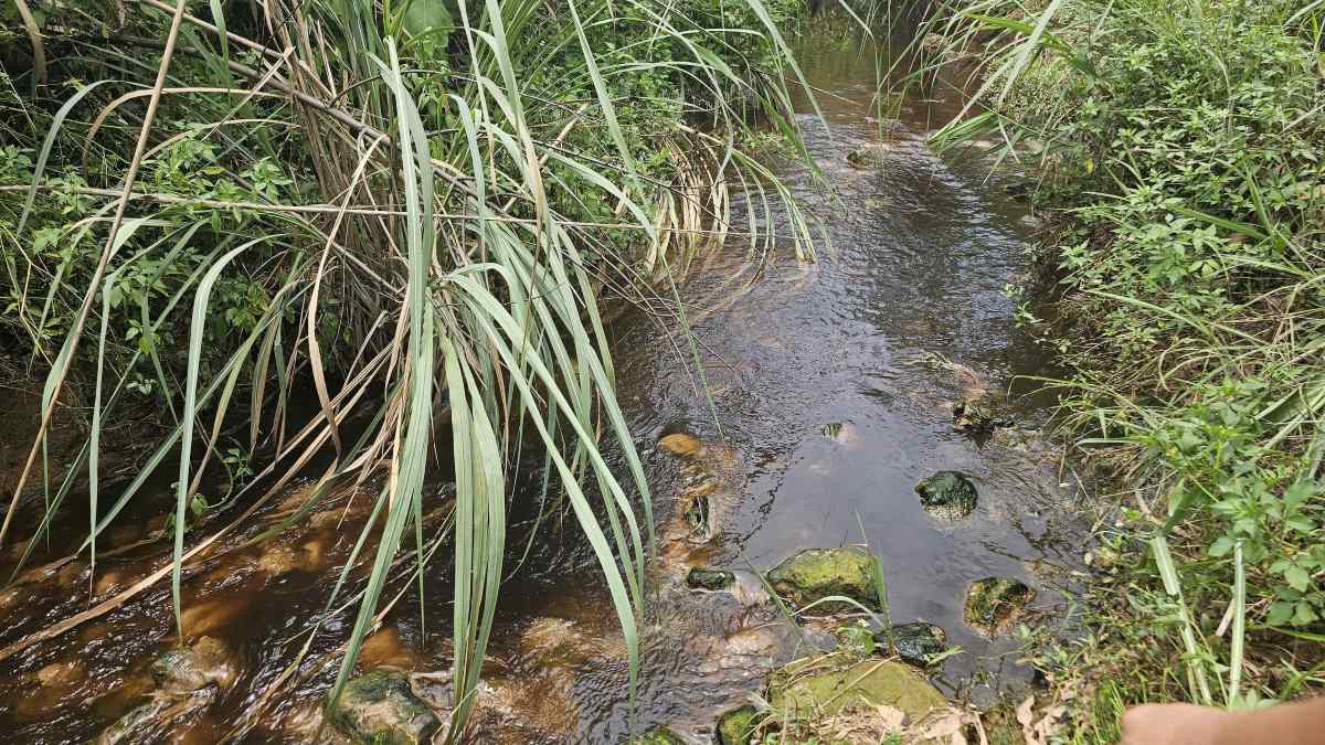 Nhung con suoi duoi chan bai rac thai hoi thoi kinh khung. Anh: Doan Hung