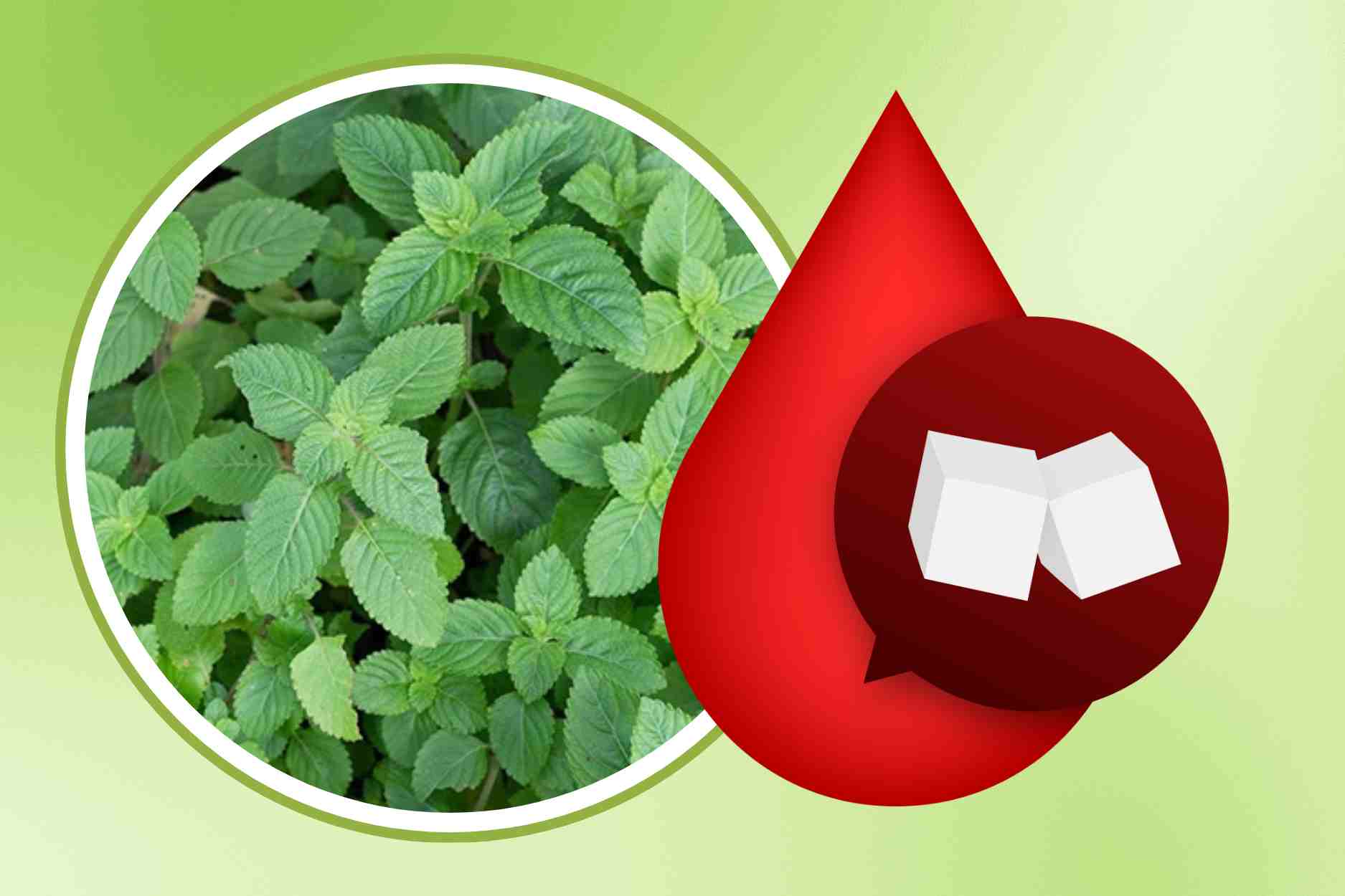 Wild plant leaves help purify the body, lose weight and stabilize blood sugar naturally