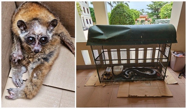 Bị phạt hơn 262 triệu đồng vì tàng trữ xương sư tử, nanh lợn rừng