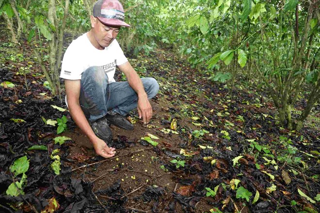 Hơn 5,5ha cà phê ở Lâm Đồng rụng lá, chết cành... bất thường sau 15 ngày bón phân