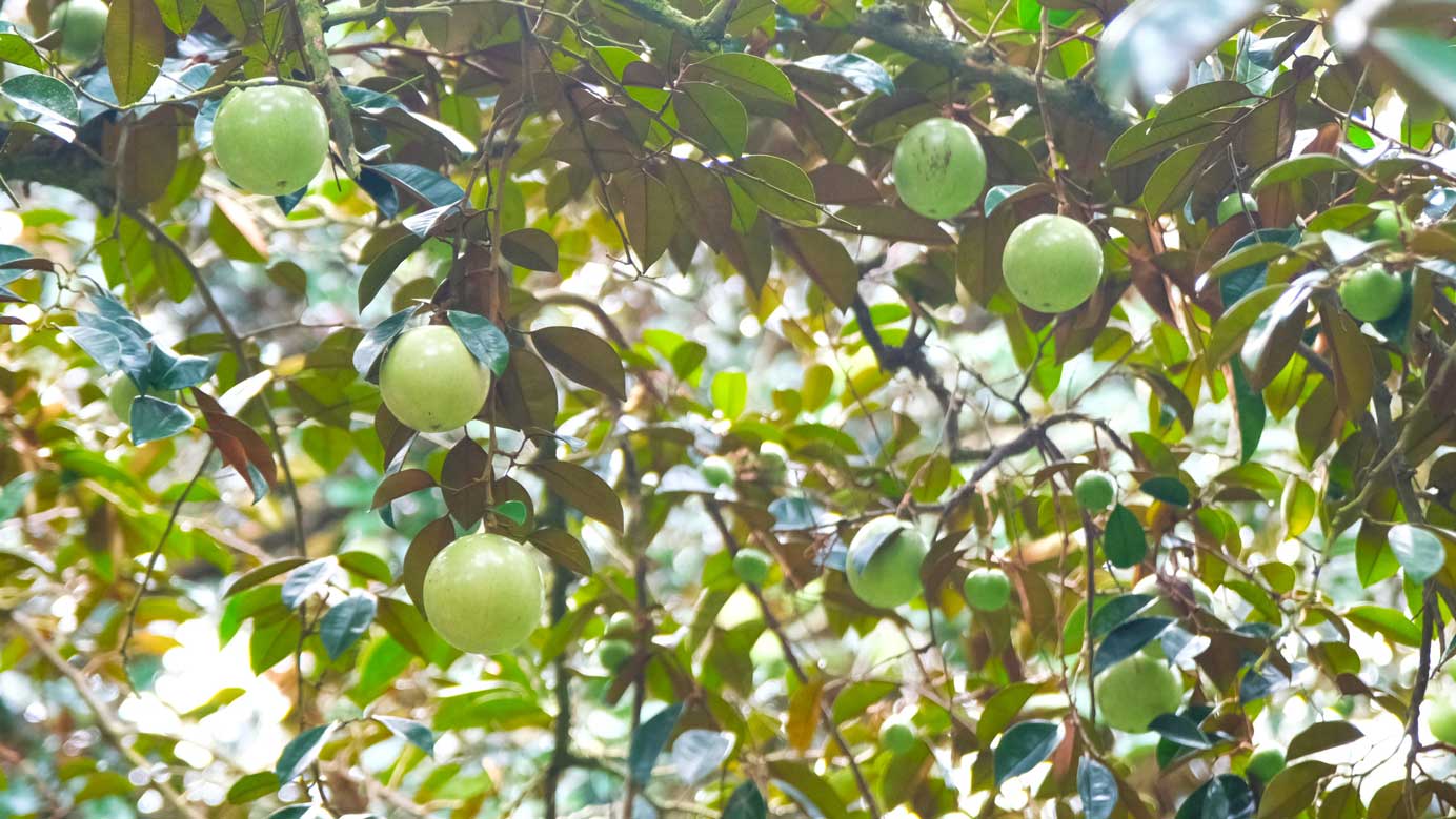 Produit selon les normes VietGAP GlobalGAP... le jardin de porcs laitiers de M. Thanh a de bons rendements. Photo : My Ly