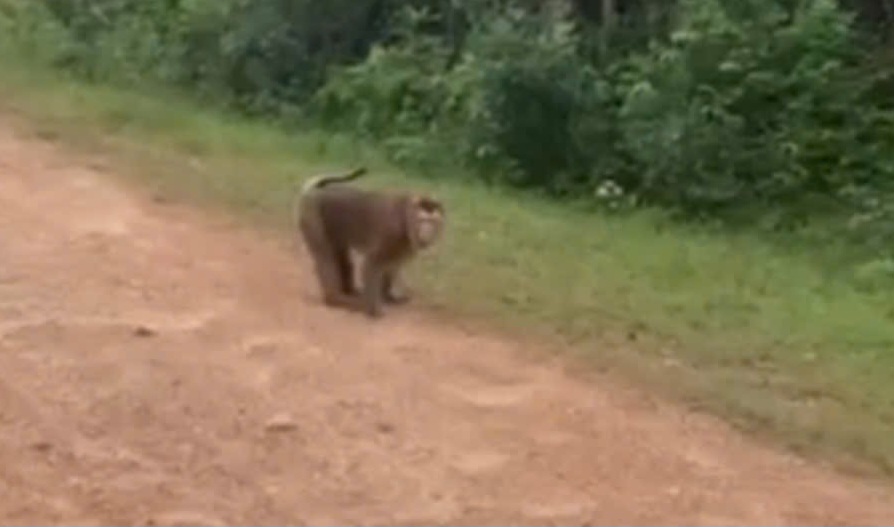 원숭이가 어린 소녀를 공격하여 부상을 입혔습니다. 사진: 주민 제공