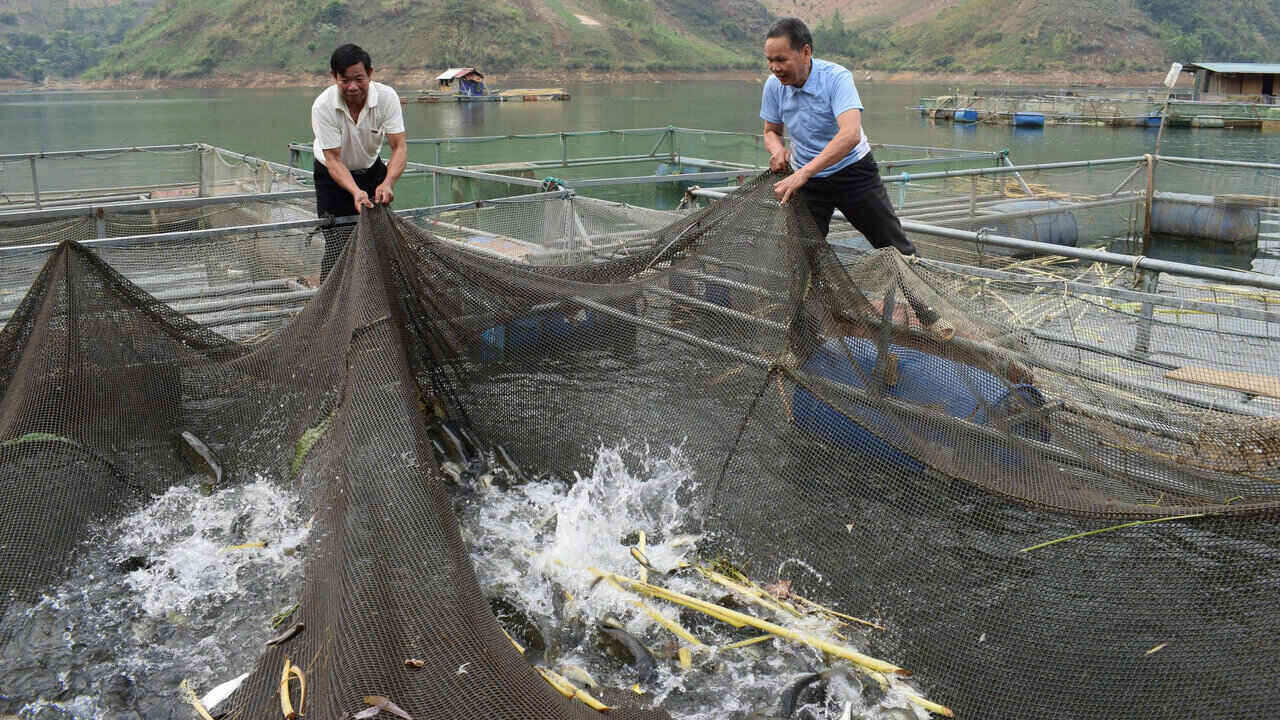 Nguoi dan thu hoach ca tai cac long be tren long ho Thuy dien Son La. Anh: Truong Son