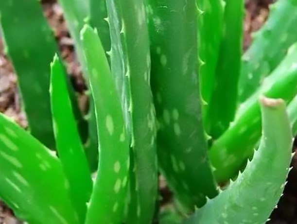 Cách dùng lá lô hội hỗ trợ giảm gan nhiễm mỡ