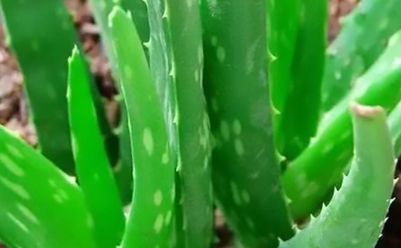 Using aloe vera leaves properly can help reduce fatty liver condition. Photo: Thu Thuy