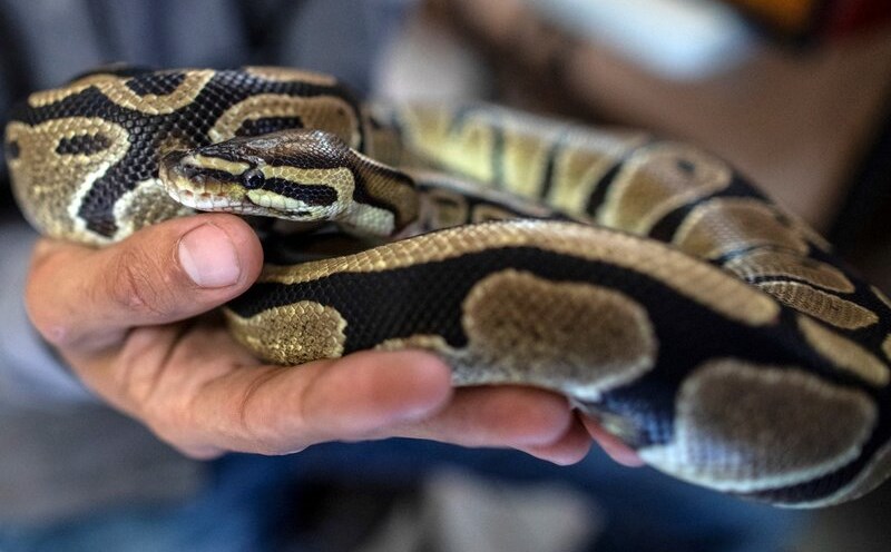 Parsley balls or Python regius, the type of parsley that Seehan hid in his pants when passing by the airport. Photo: AFP