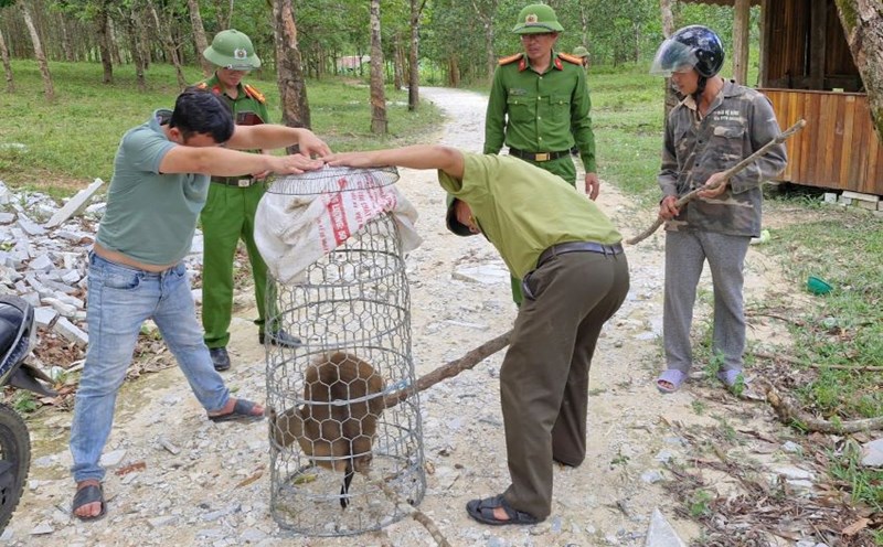 The monkey has been arrested. Photo: Han Nguyen