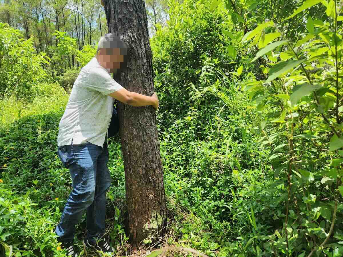후에에서 파괴된 것으로 의심되는 소나무 중 하나. 사진: Phuong Mai.