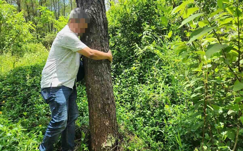 One of the pine trees suspected of being vandalized in Hue. Photo: Phuong Mai.