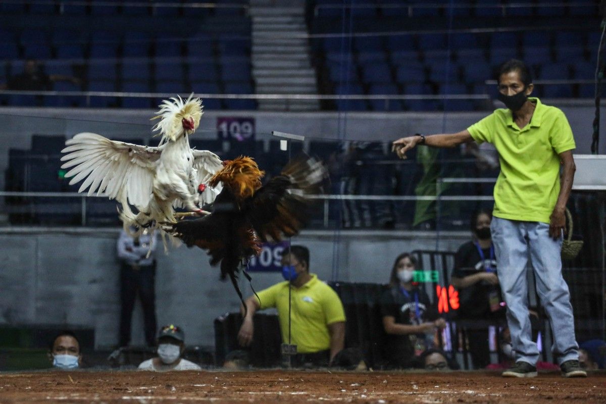 A cockfighting match at the 2022 World Slasher Cup in Manila, Philippines, on March 22, 2022. Photo: AFP