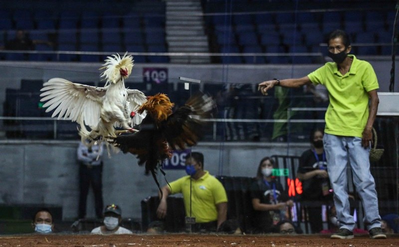 A cockfighting match at the 2022 World Slasher Cup in Manila, Philippines, on March 22, 2022. Photo: AFP